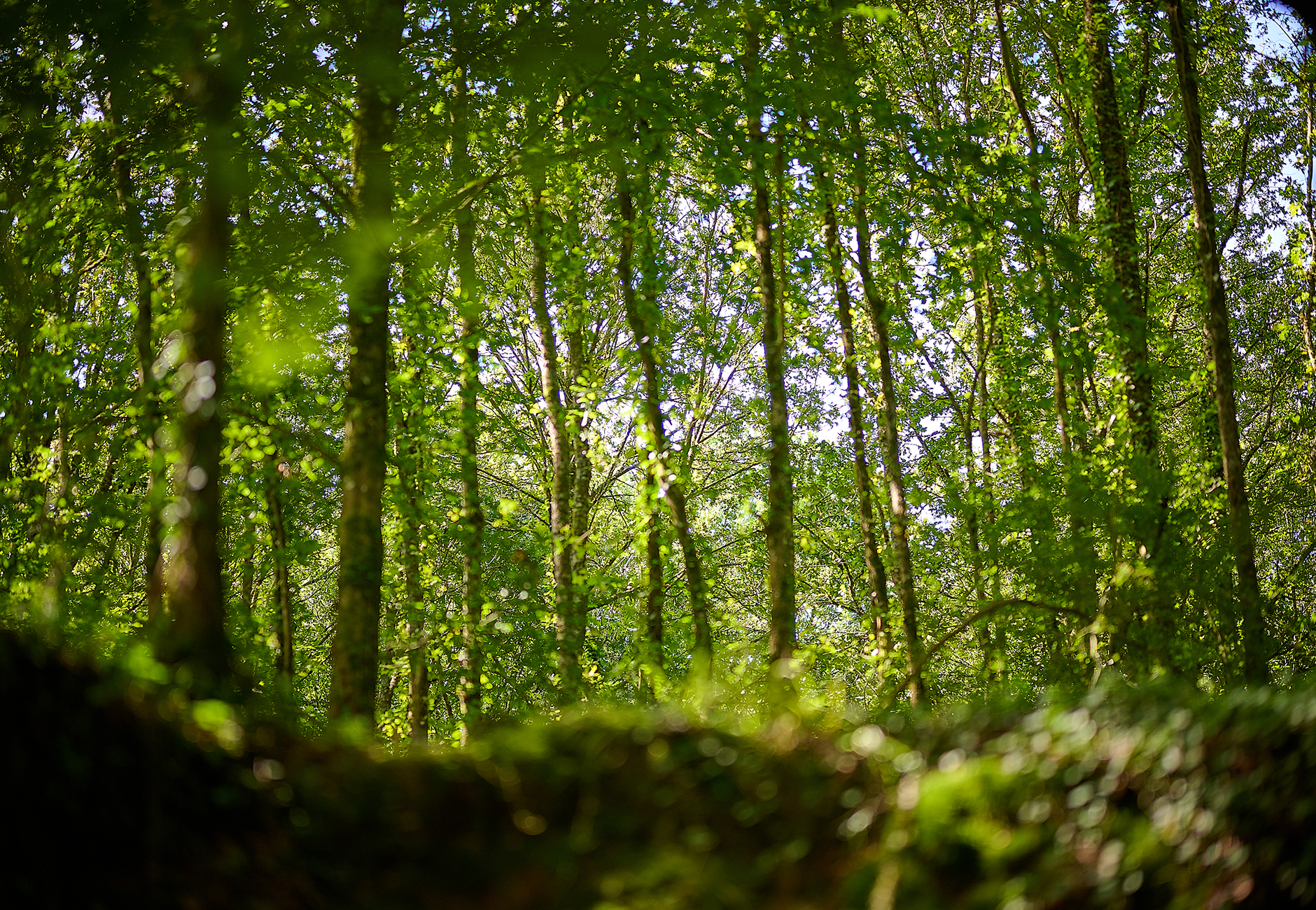 Fontaine-Daniel, la forêt