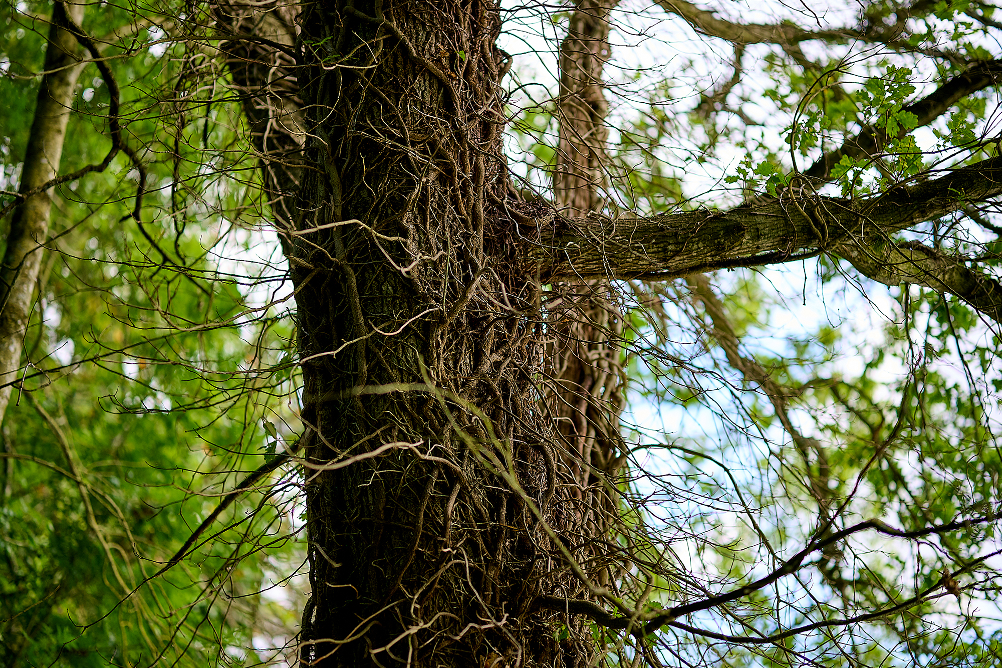 Fontaine-Daniel, arbre dans la forêt